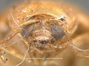 Media type: image; Entomology 18470   Aspect: head frontal view